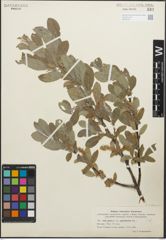 Foto von Salix glauca L.